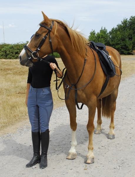 Windsor Equestrian Leather Running Martingale